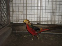 /album/%20fais%c3%a3o%20dourado/tino-194-jpg1/